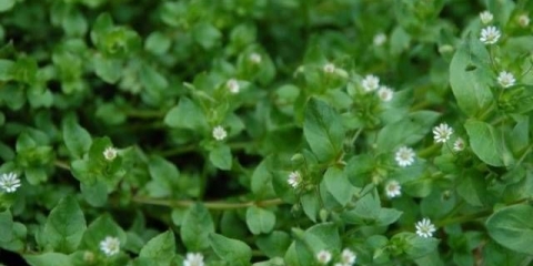 Uši od korova: kako se riješiti